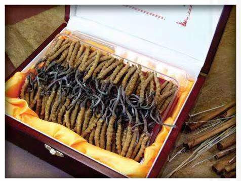 巴音郭楞冬虫夏草回收